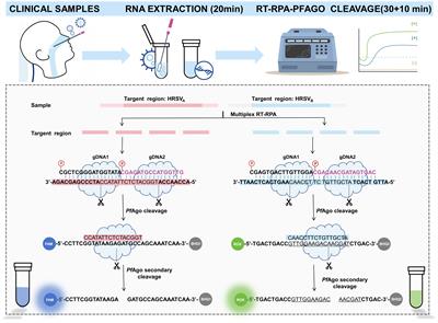 RT-RPA-PfAgo detection platform for one-tube simultaneous typing diagnosis of human respiratory syncytial virus